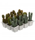 CACTUS PVC 14CM SURTIDO 2